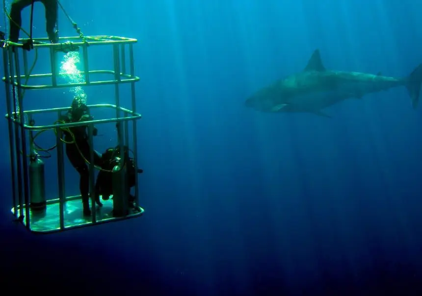 Shark Island Dive Site