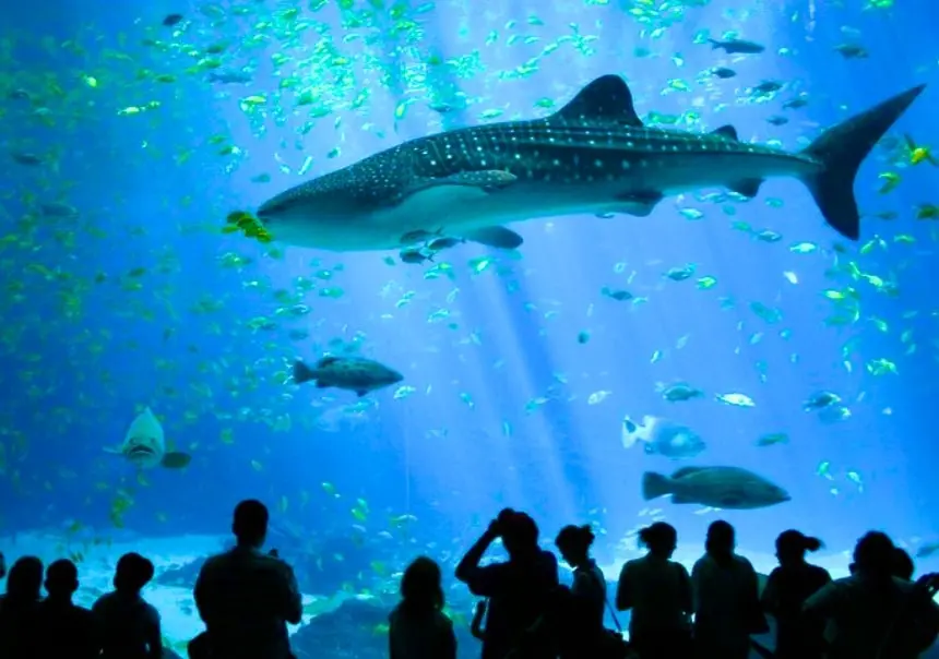 Sea Life Bangkok Ocean World in Siam Paragon