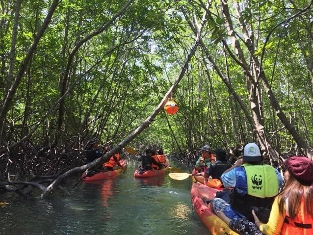 mangrove1
