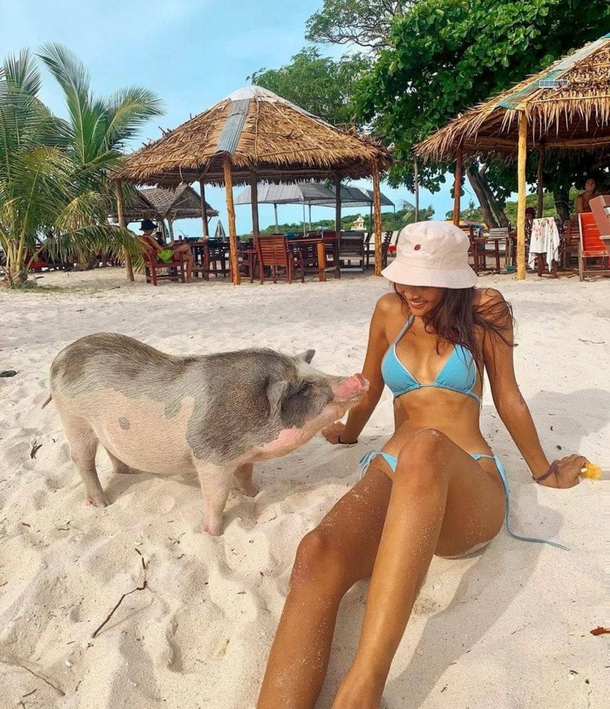 Pig Island